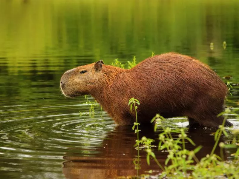 Capybara