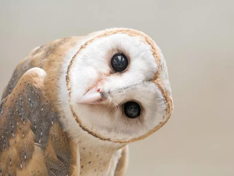 Common barn owl