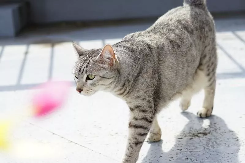 Egyptian Mau