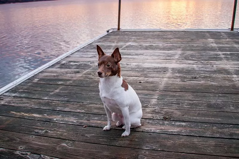 Rat Terrier sitting