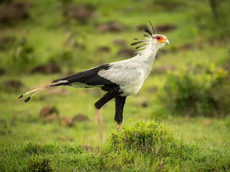 Secretary Bird