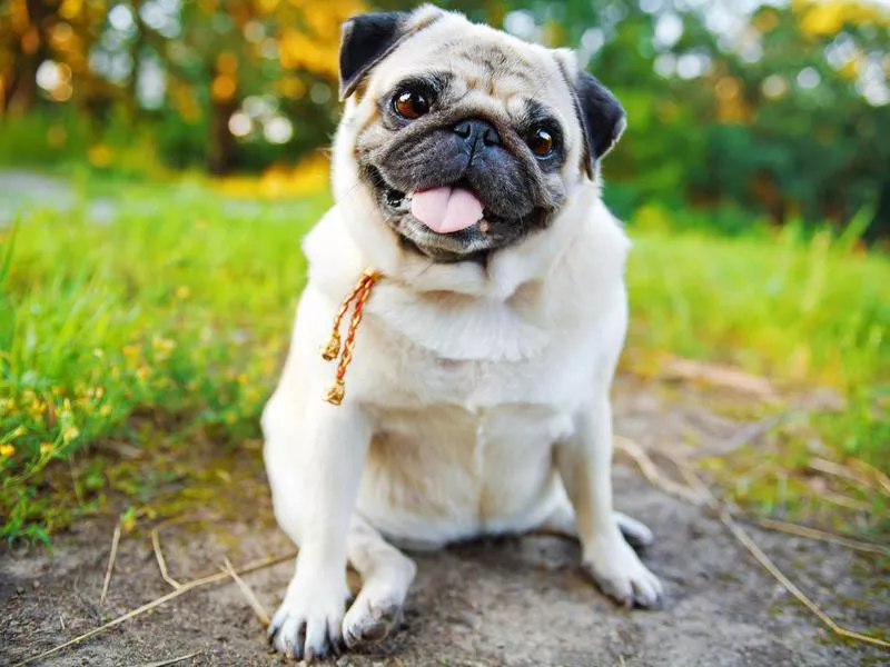 Pug