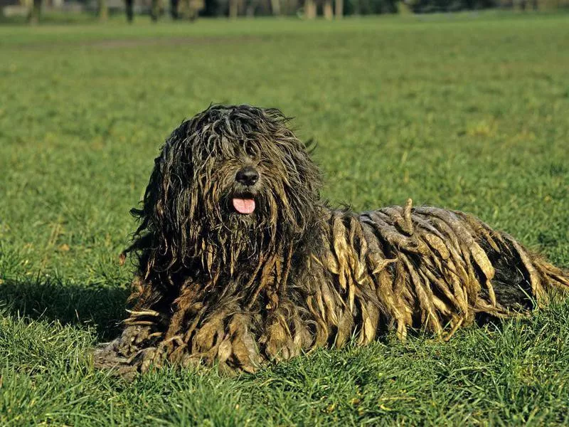 Bergamasco Sheepdog