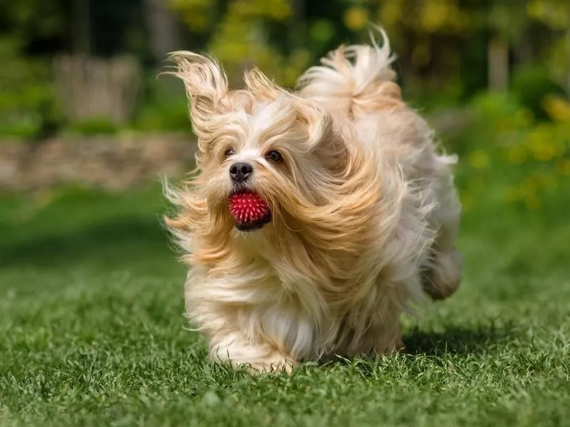 Havanese