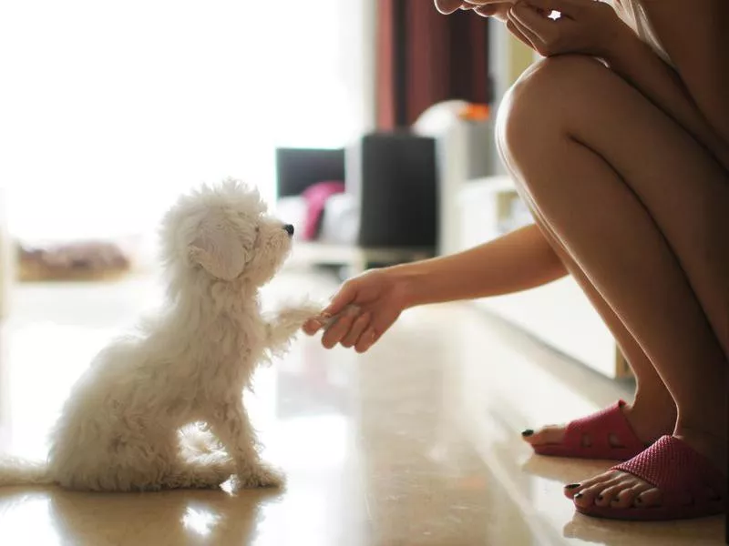 Dog shaking hand of woman