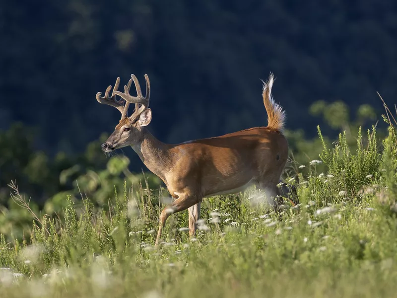 Whitetail Deer