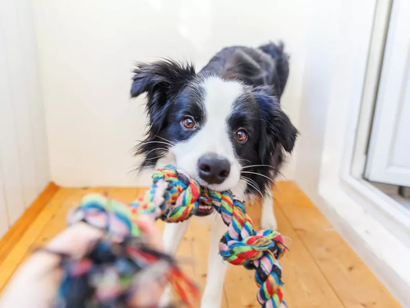 Puppy with toy