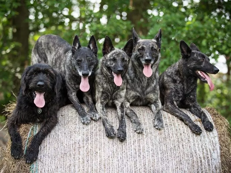 Dutch Shepherd