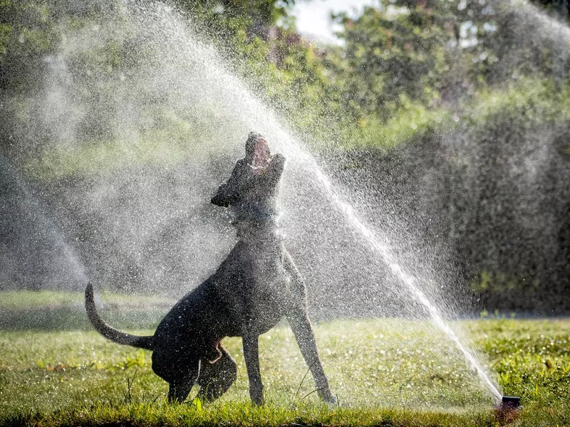 The dog is playing with a water jet