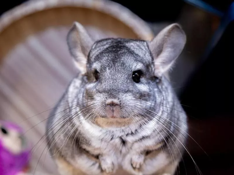 chinchilla