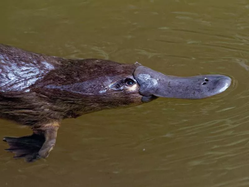 Platypus