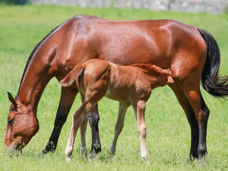 Mother Horse Standing With Foal Nursing In Green Pasture Horizontal