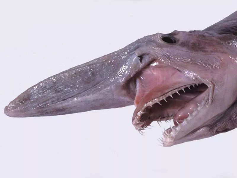 Goblin Shark Jaw