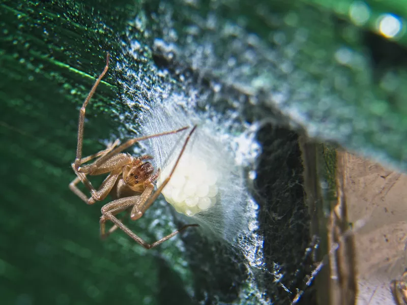 Brown Recluse Spider