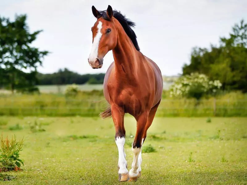 American Quarter Horse