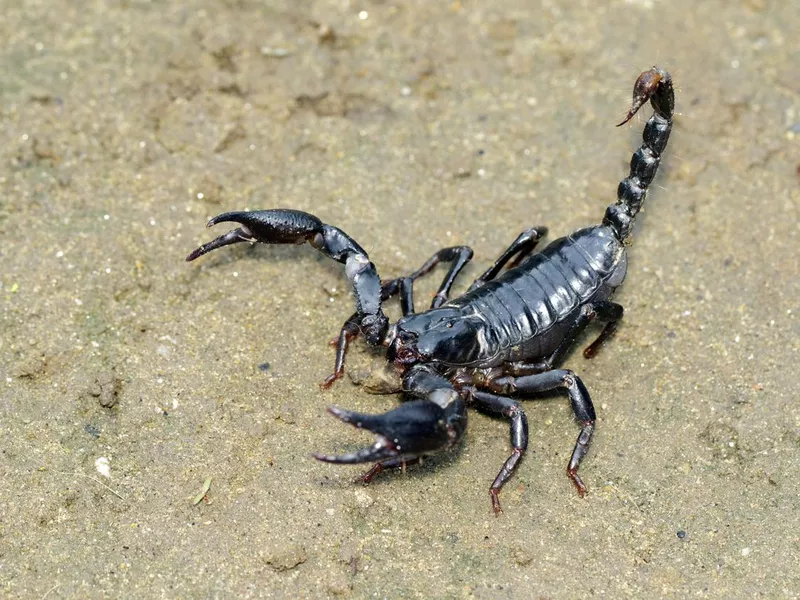 Emperor Scorpion