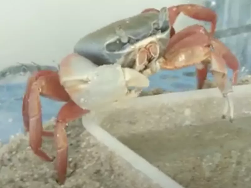 Lazdeika the Crab