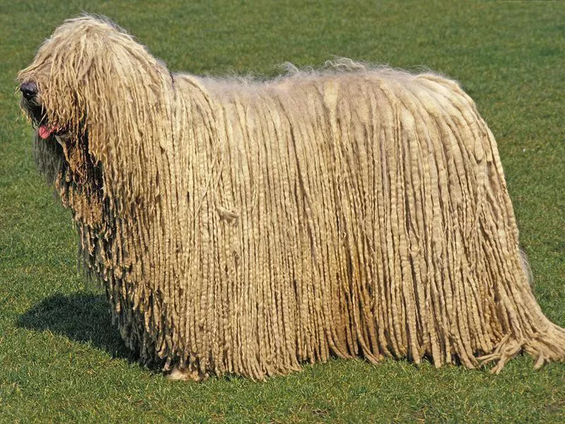 Komondor