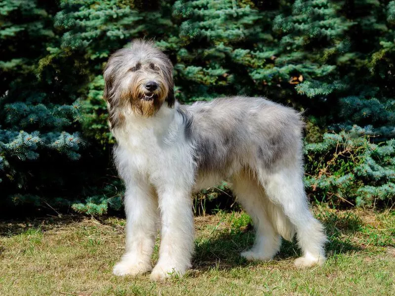 Romanian Mioritic Shepherd Dog