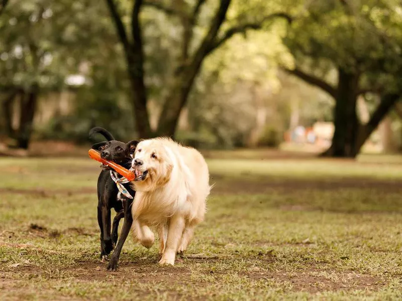 Dogs playing in park