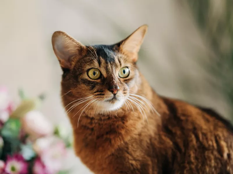 Somali cat