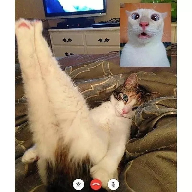 Facetime cat