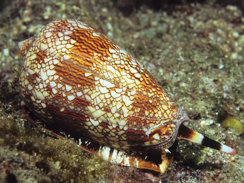 Textile cone snail