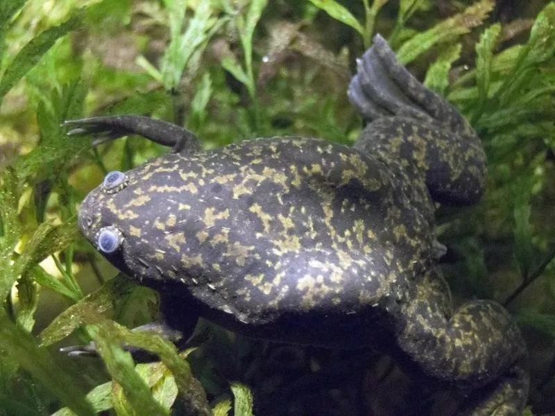 African clawed frog