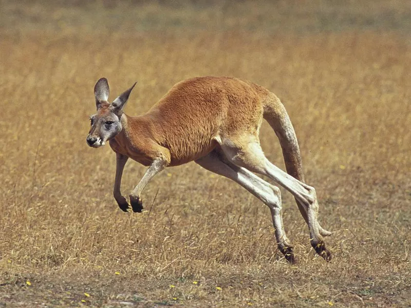 Red Kangaroo