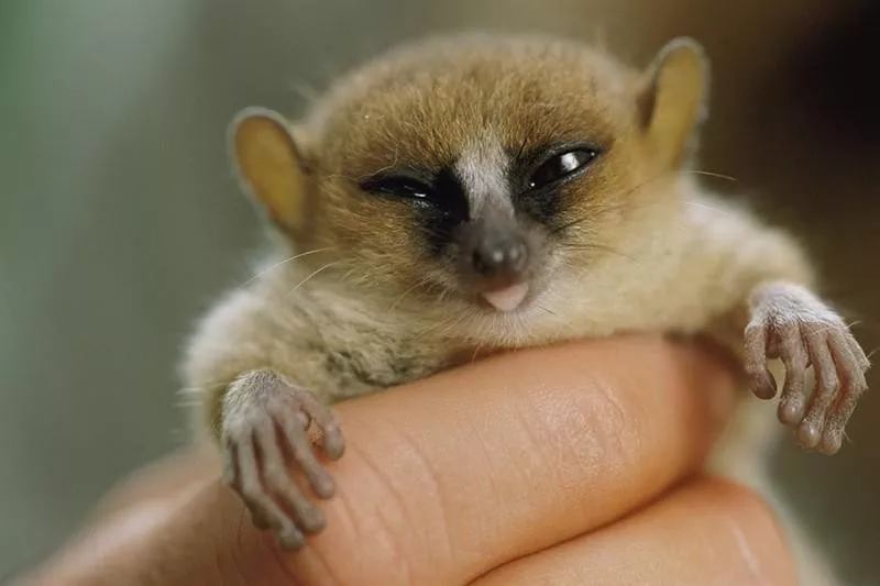 Madame Berthe’s Mouse Lemur