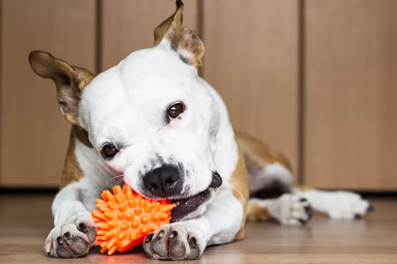 Playful and cute dog chewing a toy at home