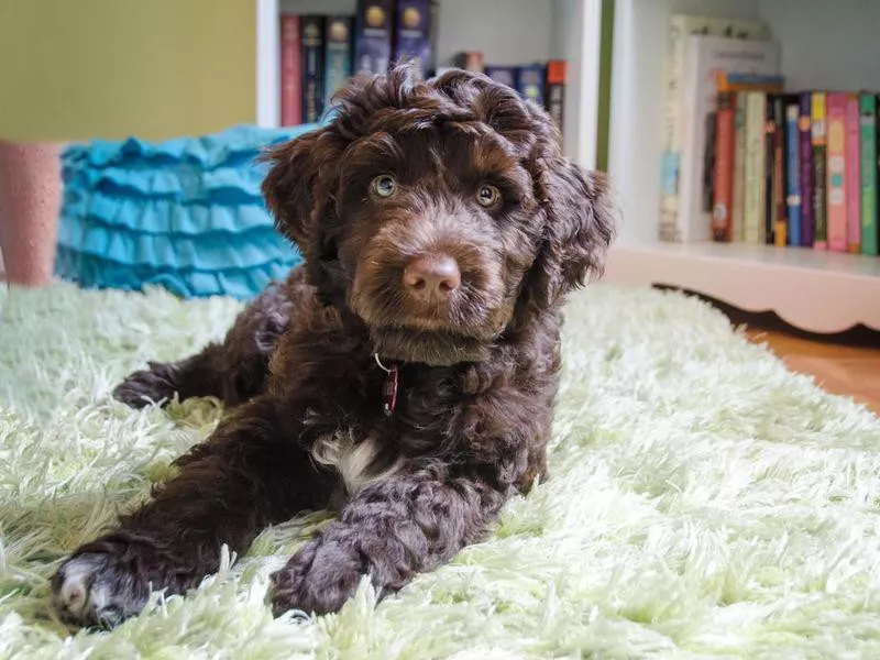 Portuguese Water Dog