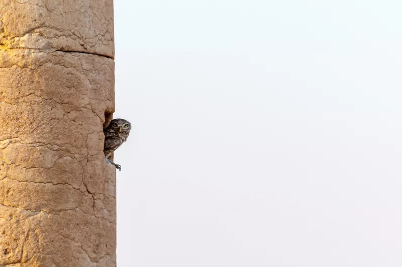 Owl perched on ancient column in Palmyra, Syria