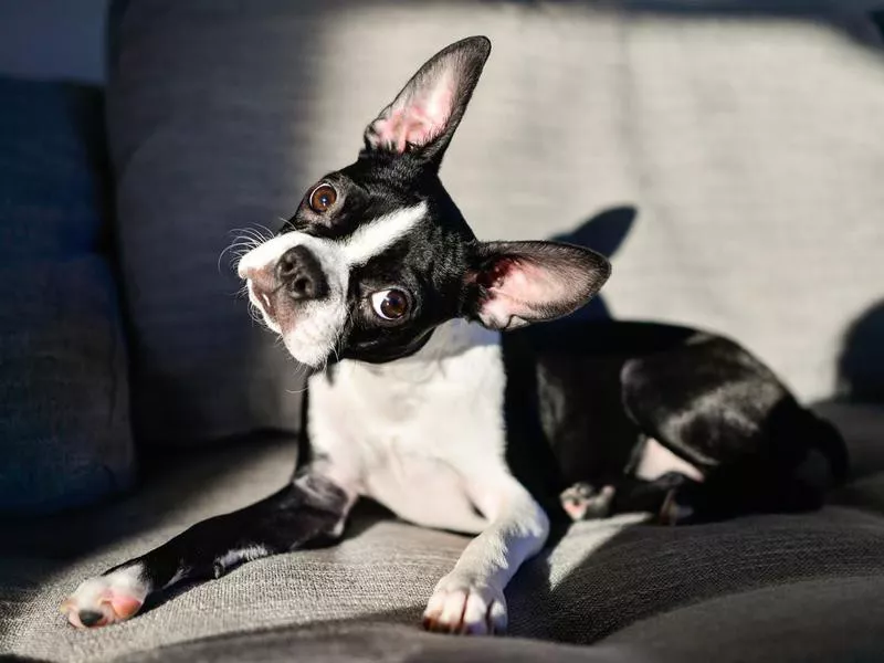 boston terrier