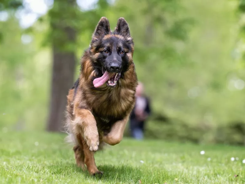 German Shepherd Running