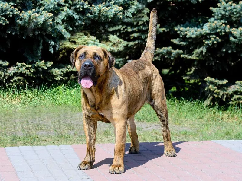 presa canario