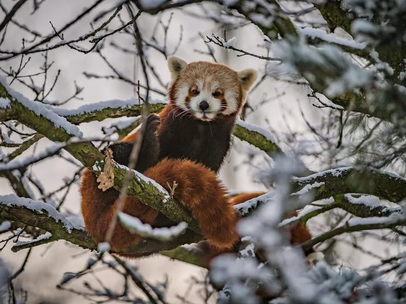 Chester Zoo