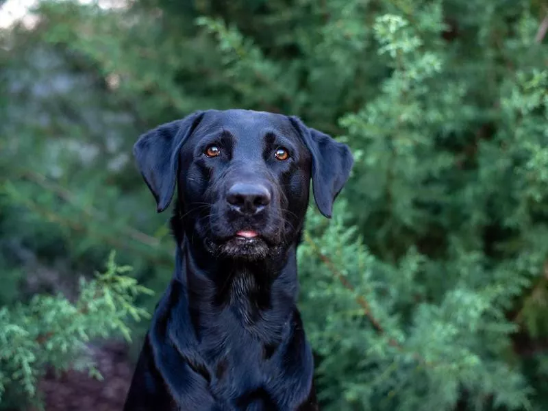 Black Labrador Retriever