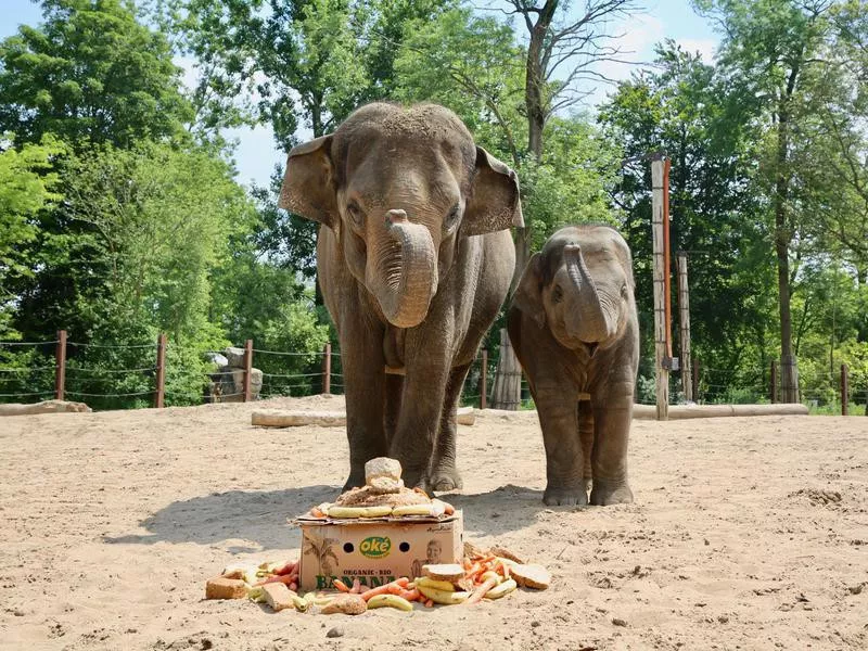 Elephants at Pairi Daiza