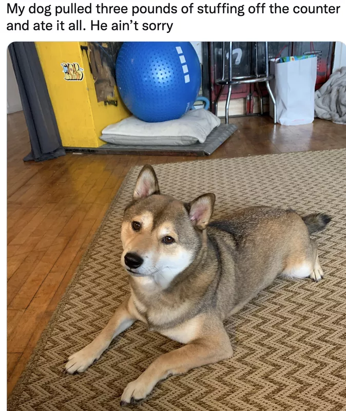 Dog ate the stuffing off the counter