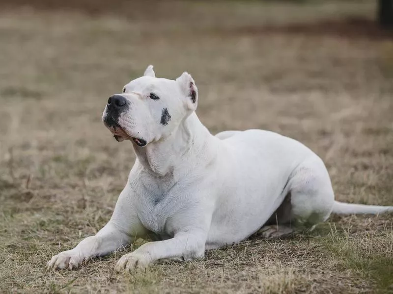 Dogo Argentino