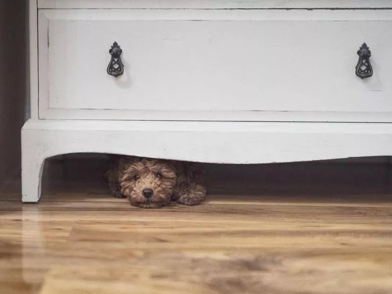 Puppy Hiding