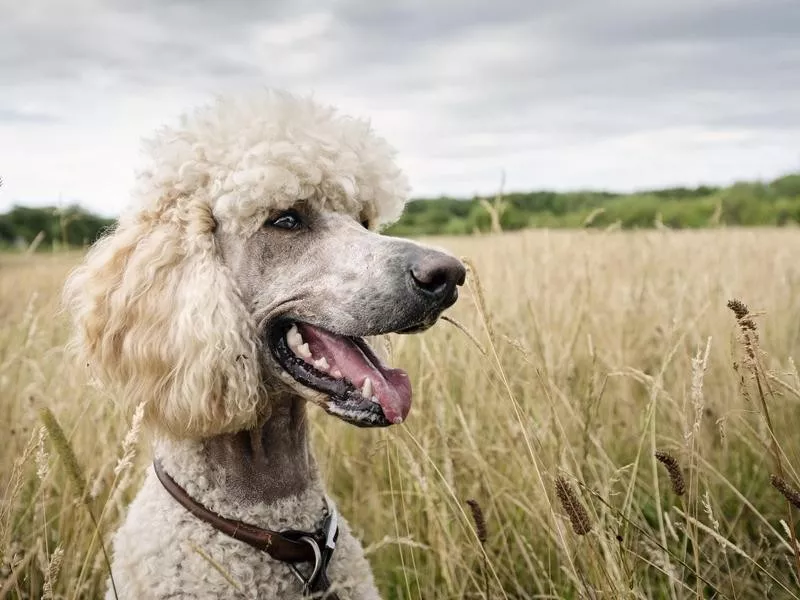 Standard Poodle