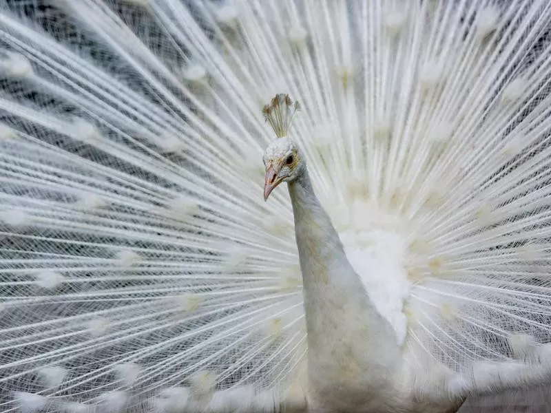 White Peacock