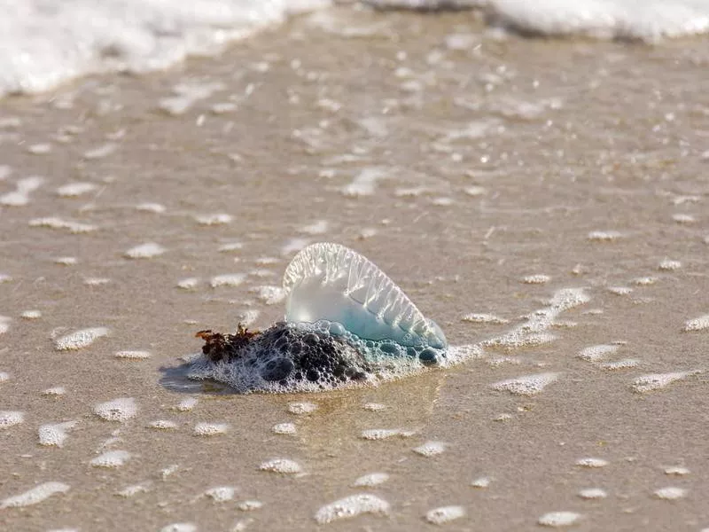 Portuguese man-of-war