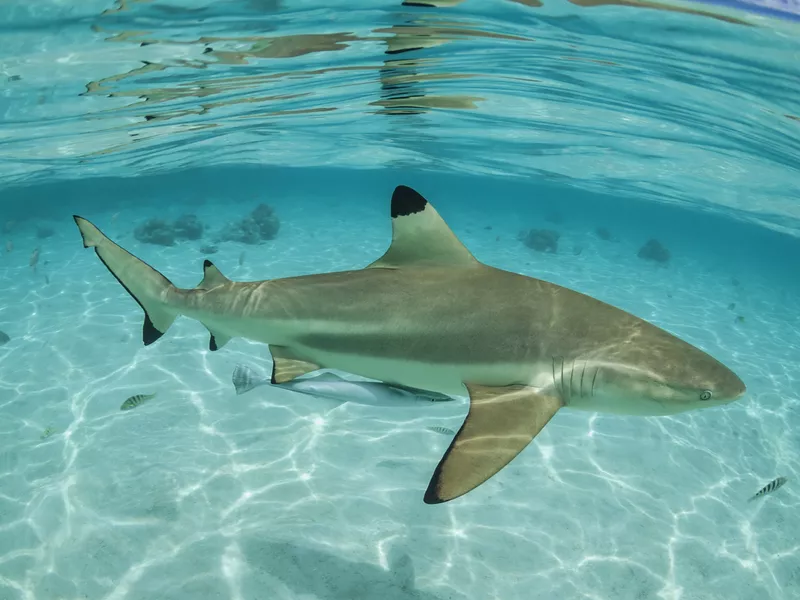 Blacktip shark