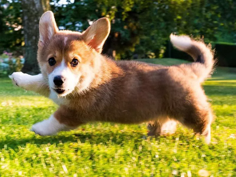 Corgi