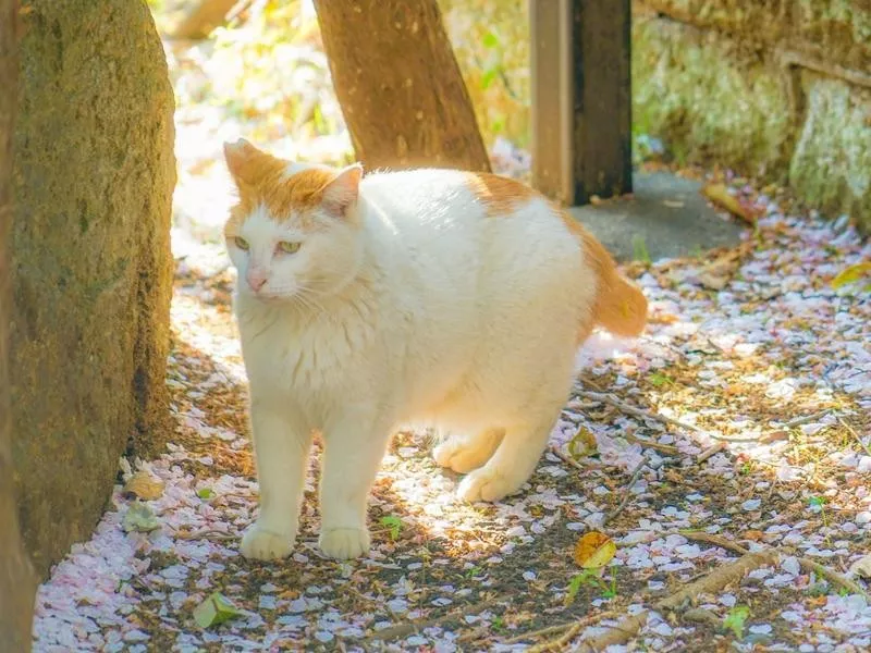 Japanese Bobtail cat