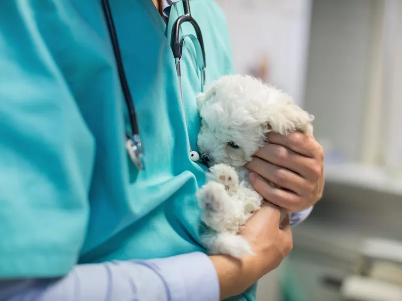 Veterinarian stroking bichon puppy