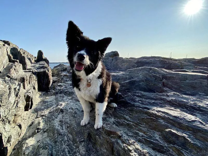 Happy dog at Willard dog beach